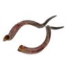 Shofar Horns For Sale