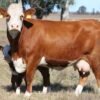 Simmental Cattle